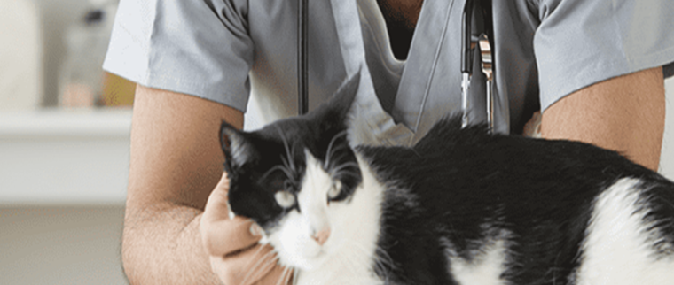 La toxoplasmose